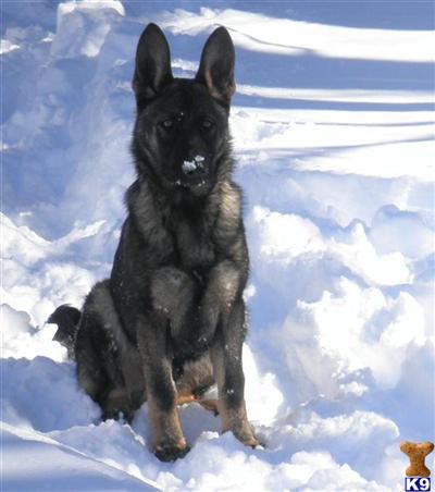 Dogs - German Shepherd